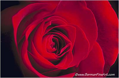 Red Rose