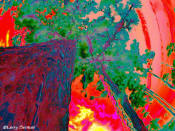 Click here to enlarge this image
