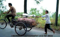 Click Here to view Transporting Pigs