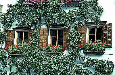 NewPearsOnWallA.jpg (42222 bytes)