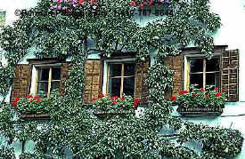 Click here to view the Pears Growing on the Wall